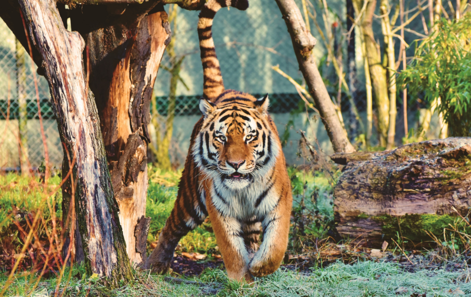 Mindset to Succesful Become Lion King